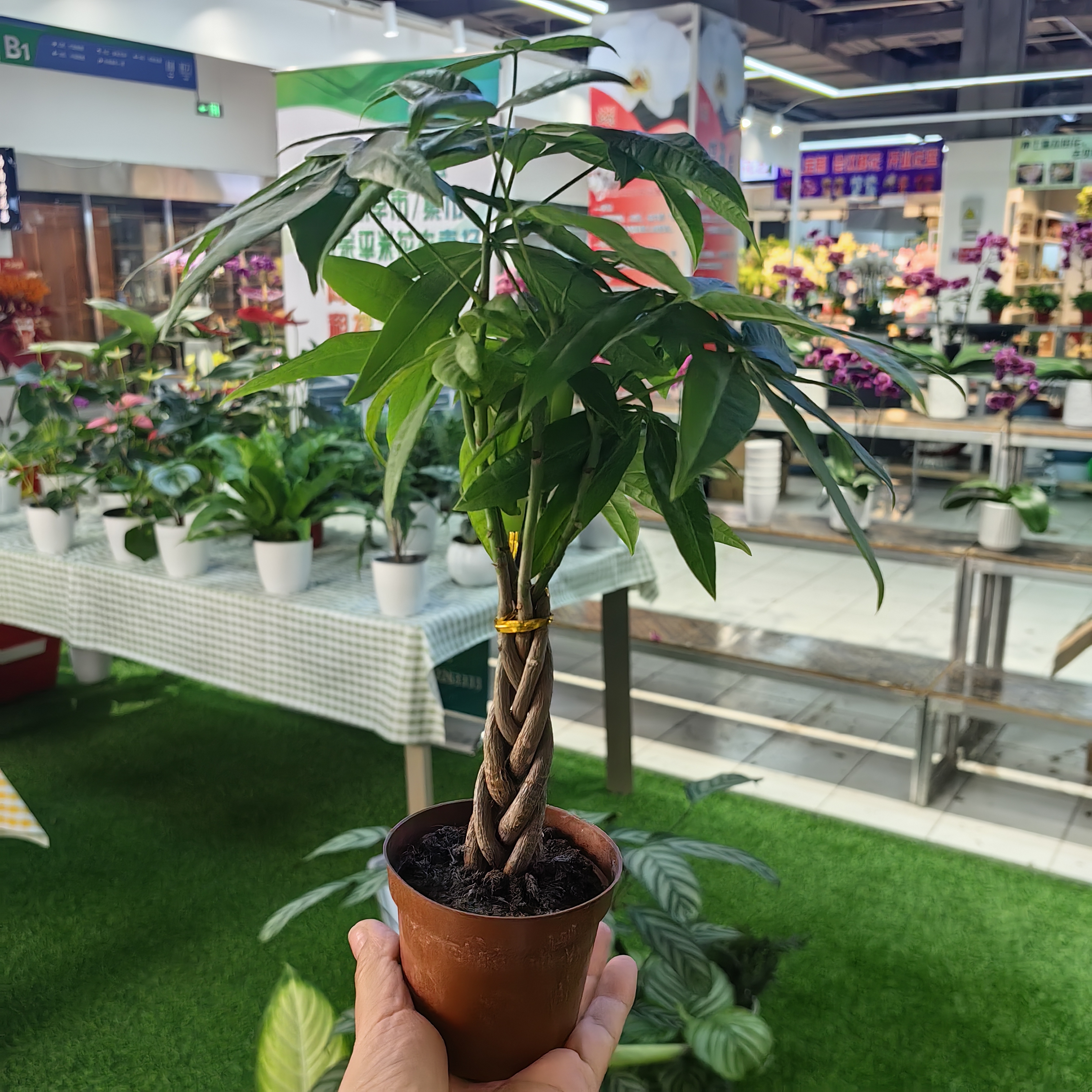 次日达小发财树（下单备注形态）顺丰包邮