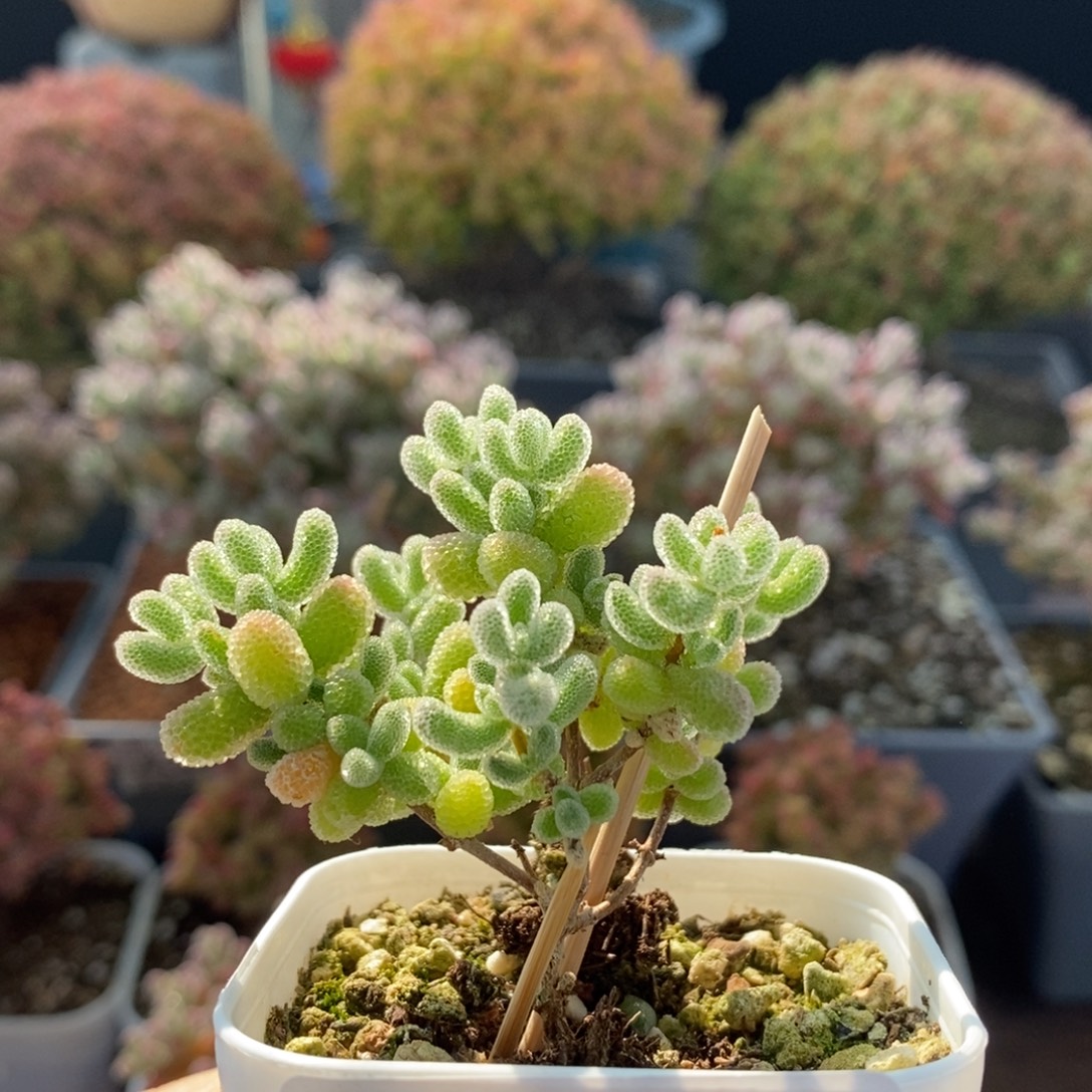 优选冰晶3702枝干番杏