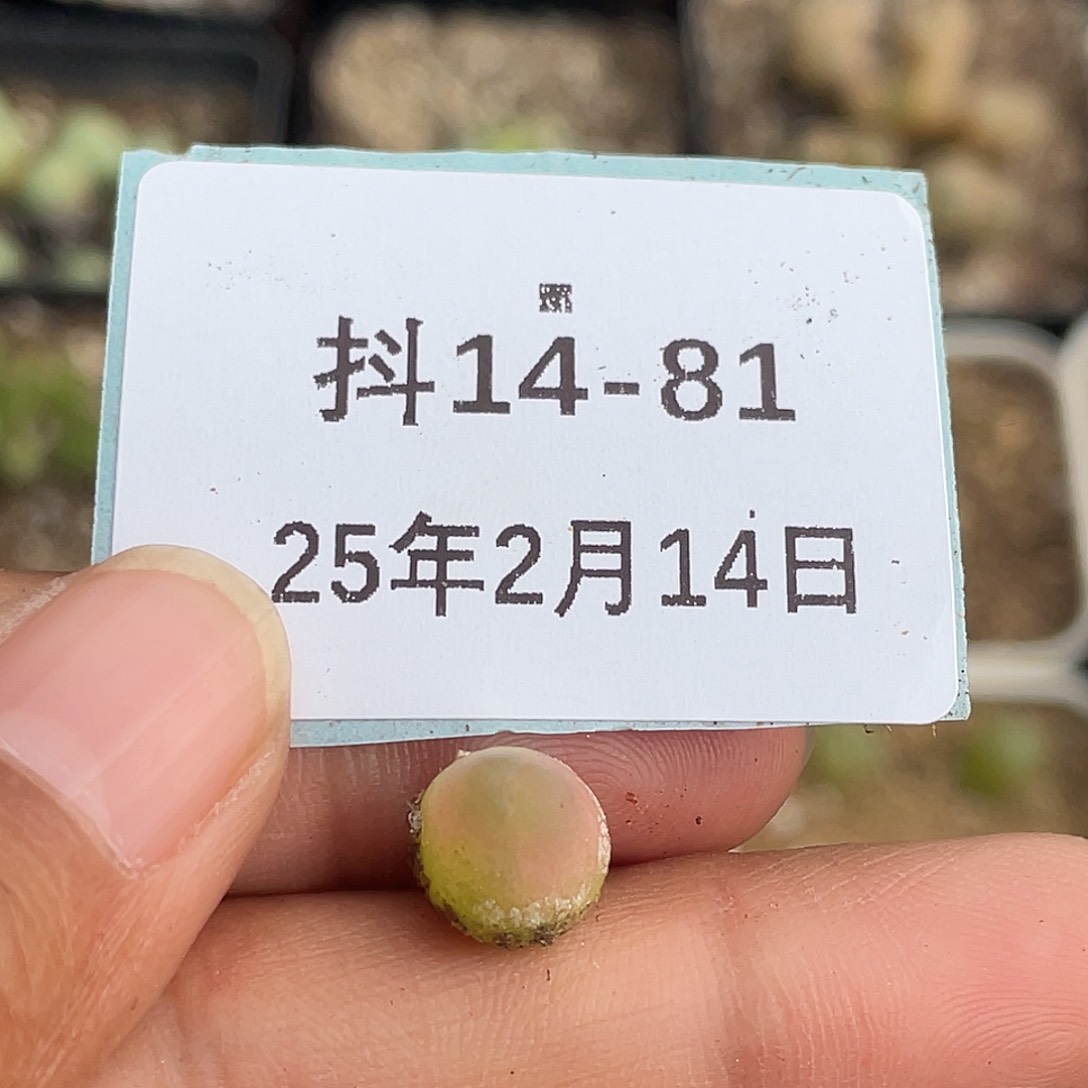 Q*14-81肉锥多肉植物