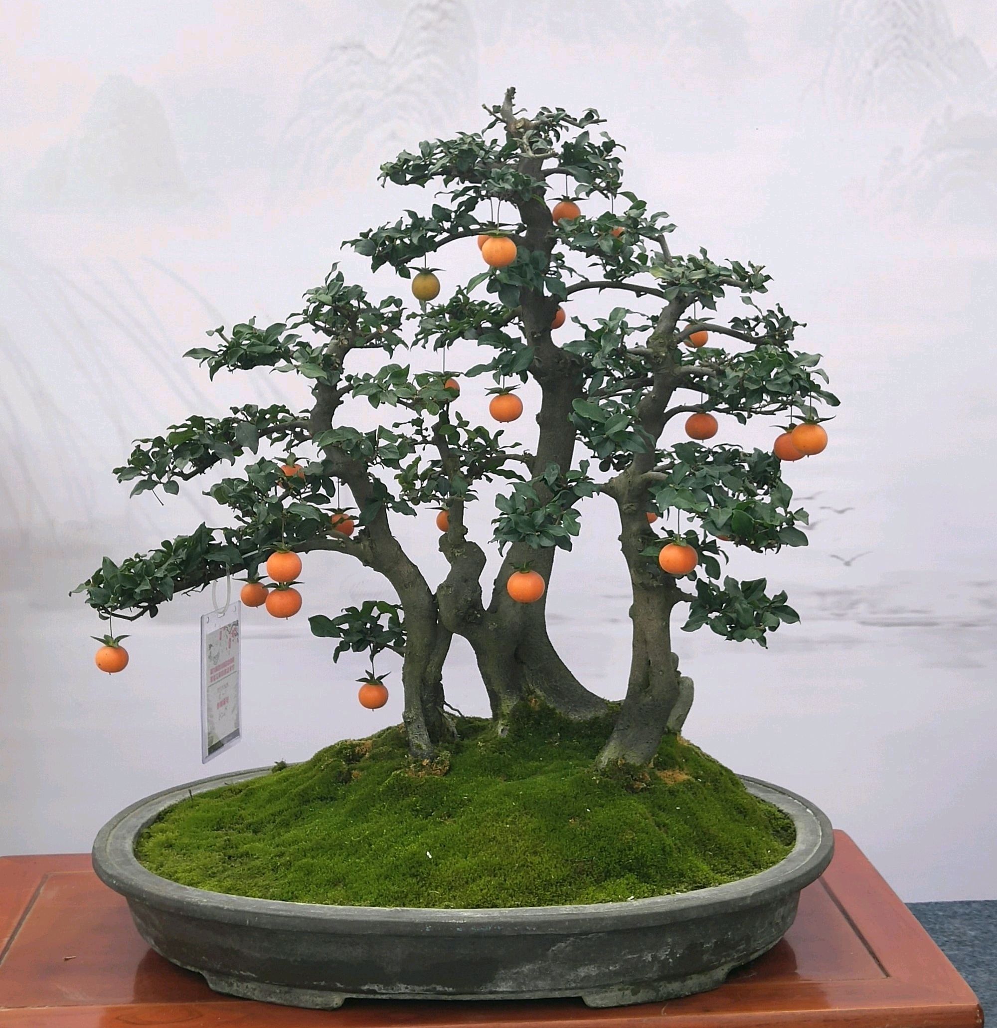 带土金弹子小盆景植物植株适合做室内小景观