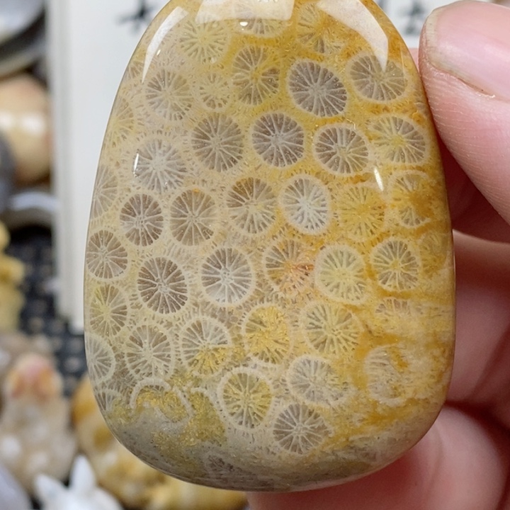 颈饰未镶嵌硅化珊瑚（珊瑚玉）