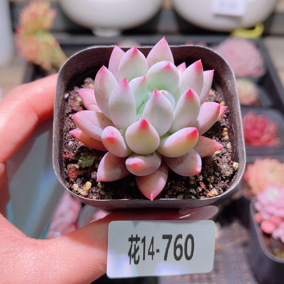 花利美14-760奶瓶