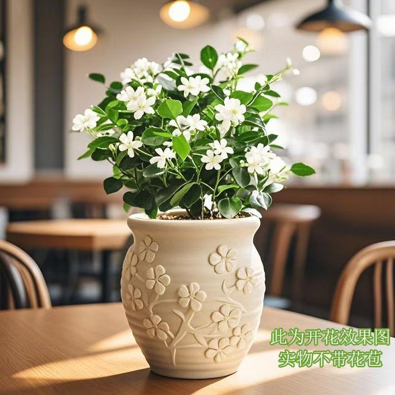 ZY九里香盆栽室内外桌面绿植净化空气四季常青