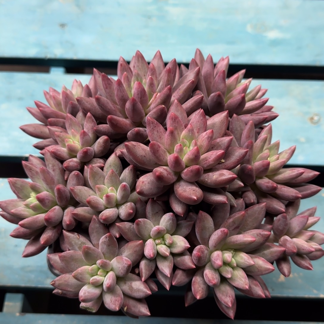 红蜻蜓12头，发货点延迟