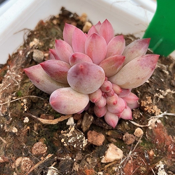 糊*范多肉植物虞美人916