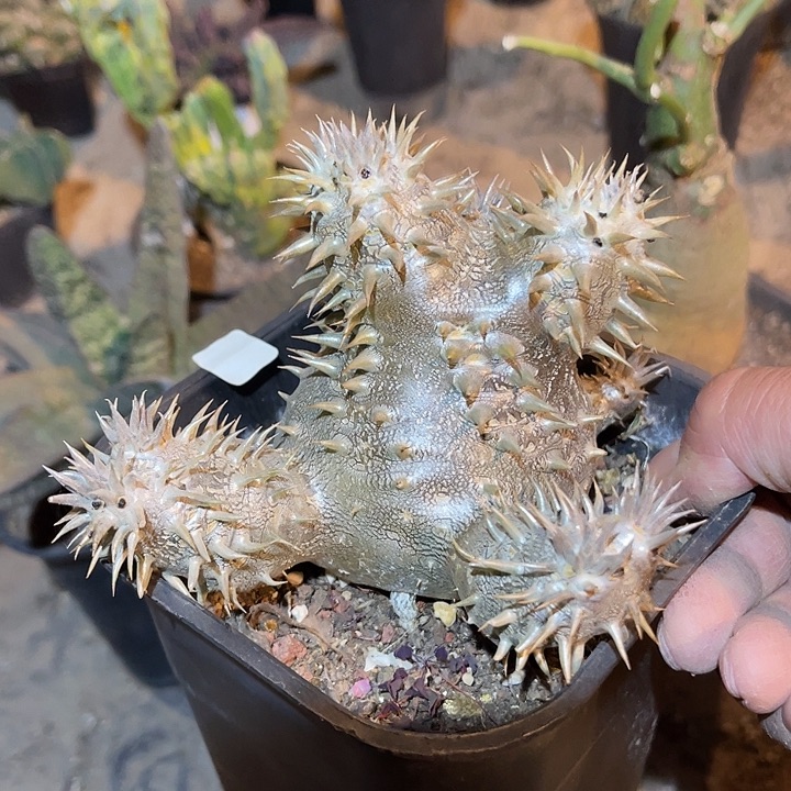 满38包邮2天凑单，脱土晾根发货多肉植物