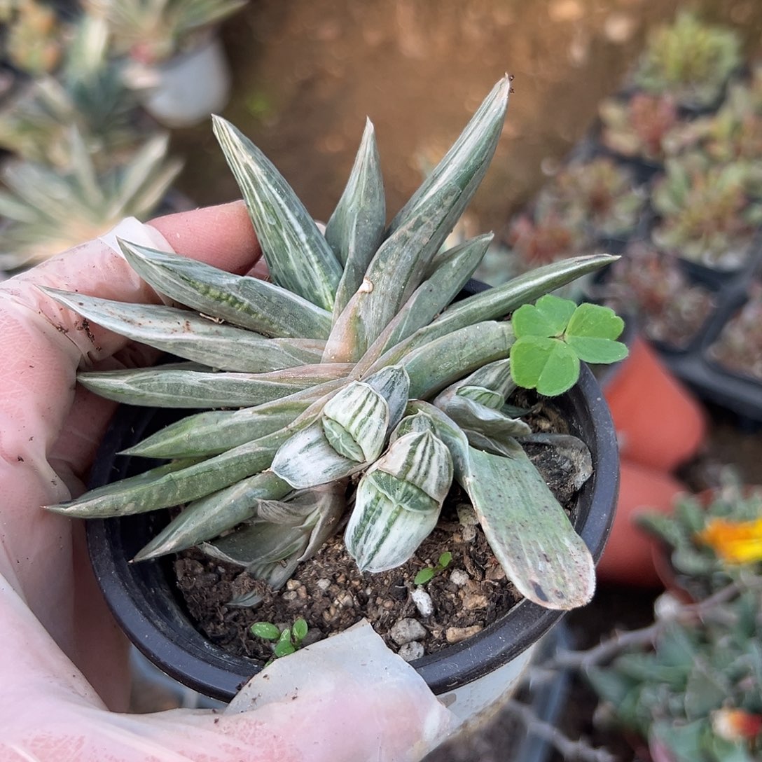 多肉植物奶油紫宝