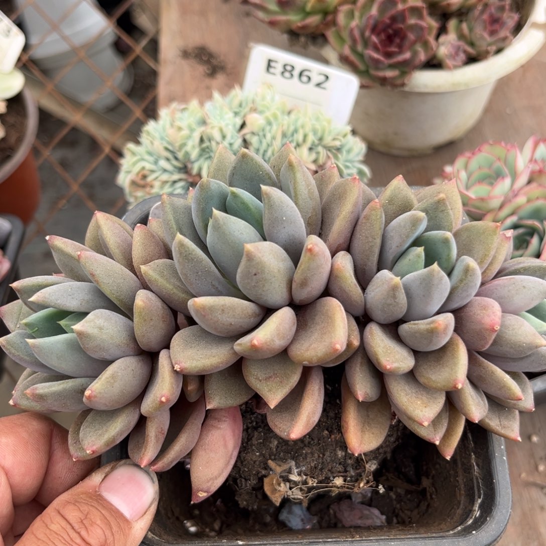 红象牙朵朵缀多肉植物的