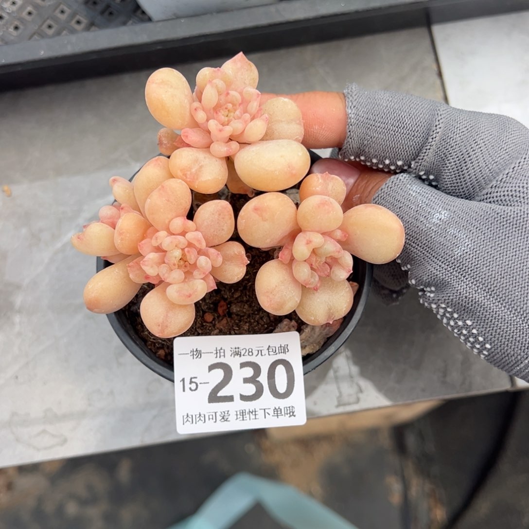 艾尔盖茨多肉多肉多肉多肉