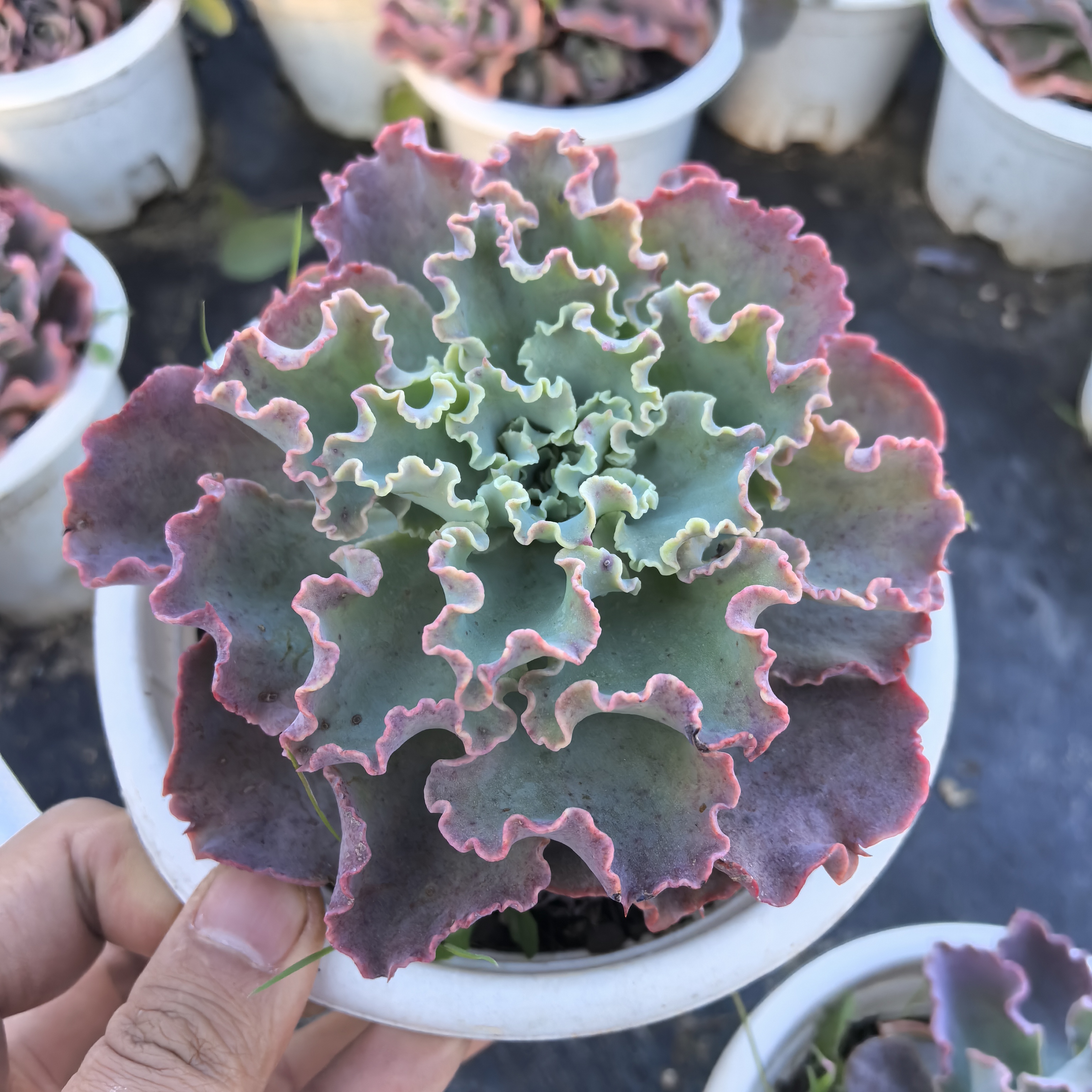 ynlh蓝狐高砂多肉植物昆明发货可净化空气适合庭院种植