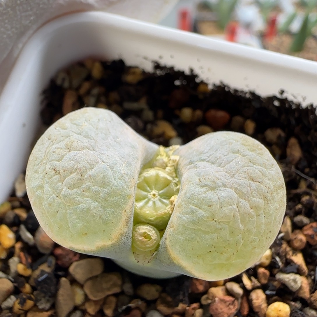 12-11-2-1拍单联系客服延迟发货-2.6cm白翻窗风铃脱土