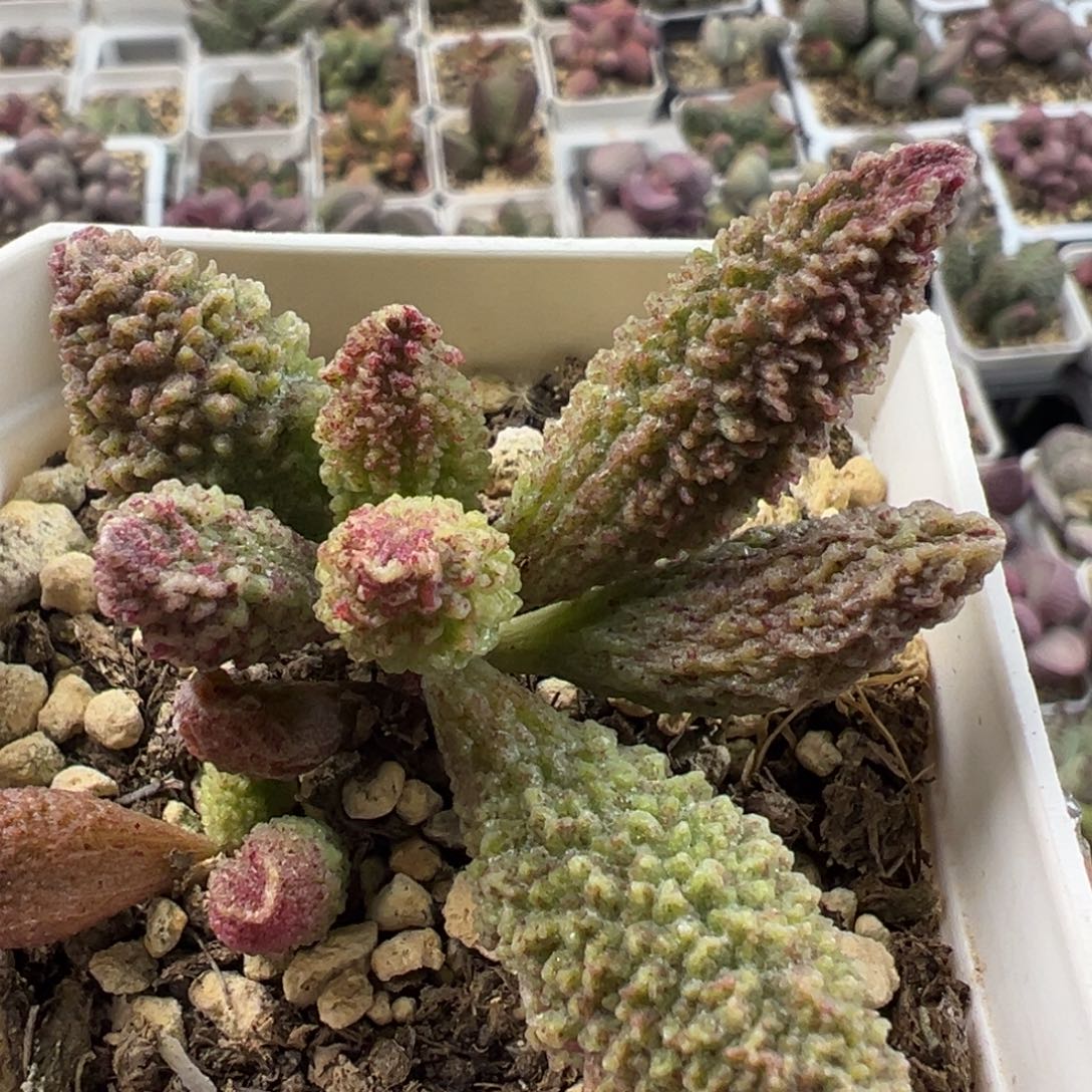 实生新品多头实生老庄多肉植物