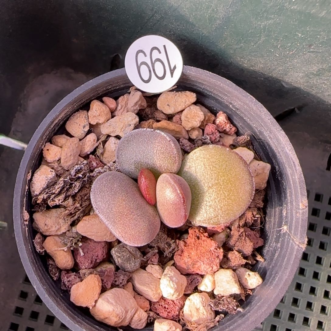 球球紫蛋水泡多肉199