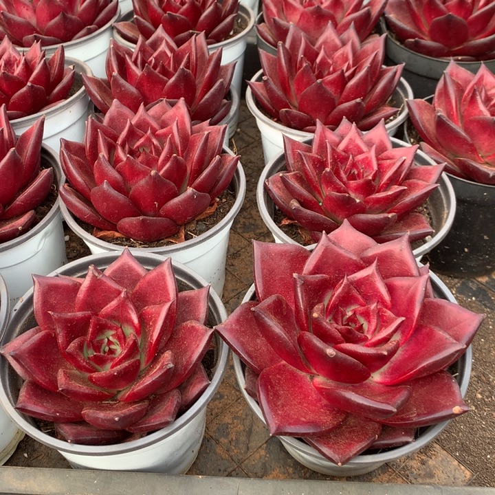 罗宾2颗多肉植物两单包邮