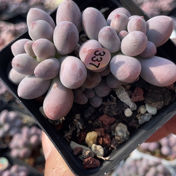 草莓尖尖多肉植物