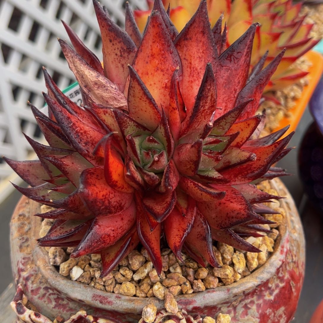 从前慢多肉精选编号0224.339