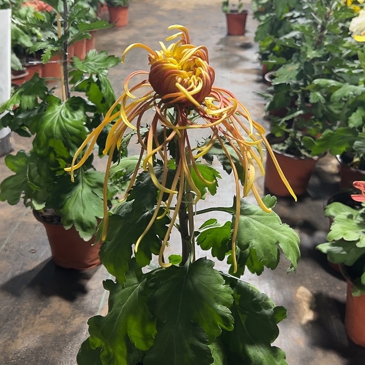 完全开放游龙戏凤