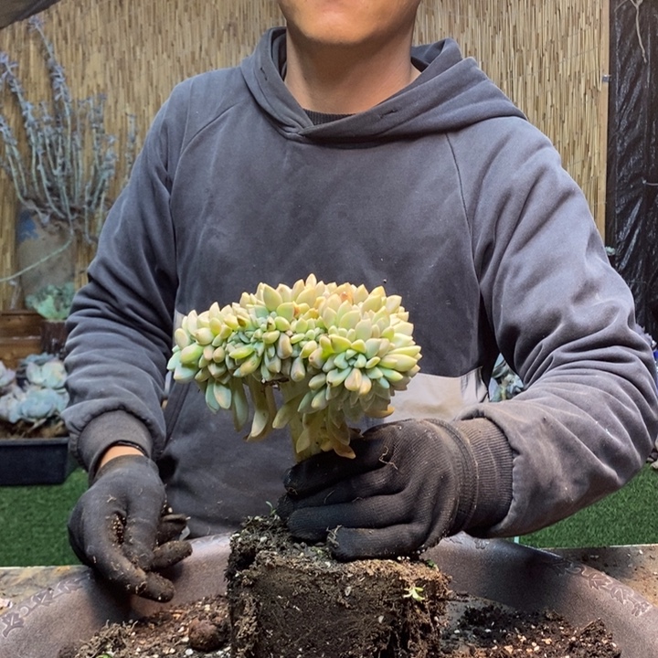 艳****43 号淡雪多肉植物