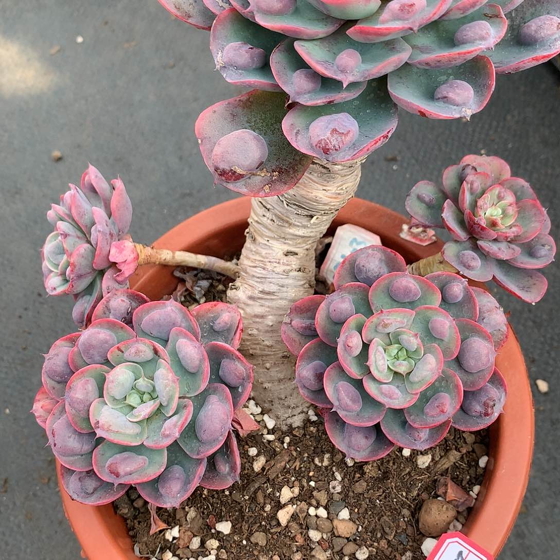 华*雨滴老桩多肉23212