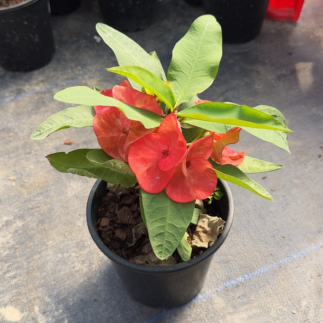 迷***涂完全开放珐琅彩直播间一物一拍