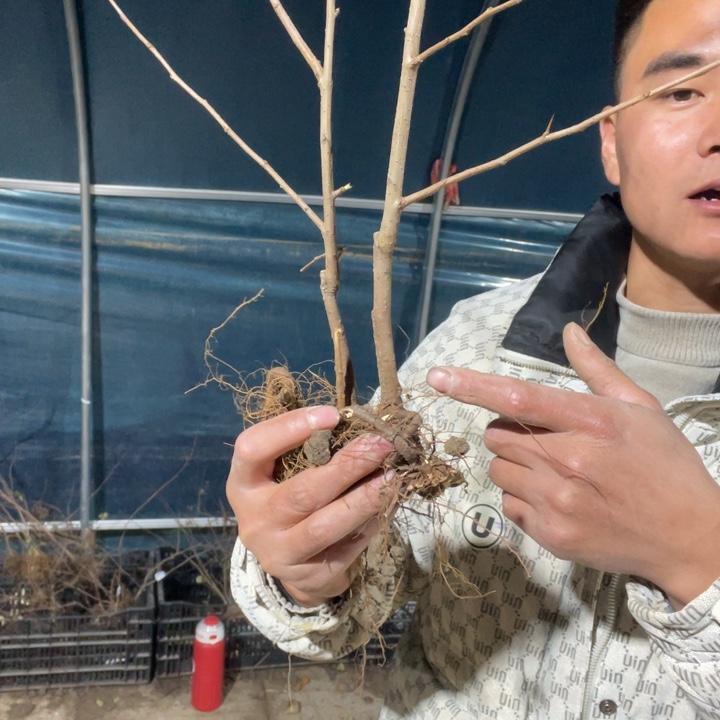 雪之辉海棠花一颗苗