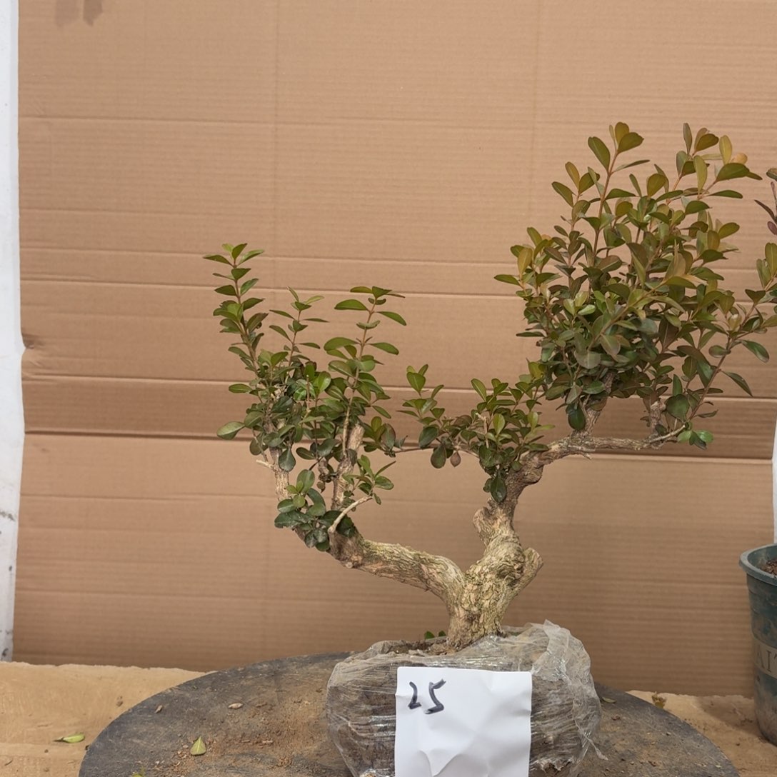 完全开放瓜子黄杨25