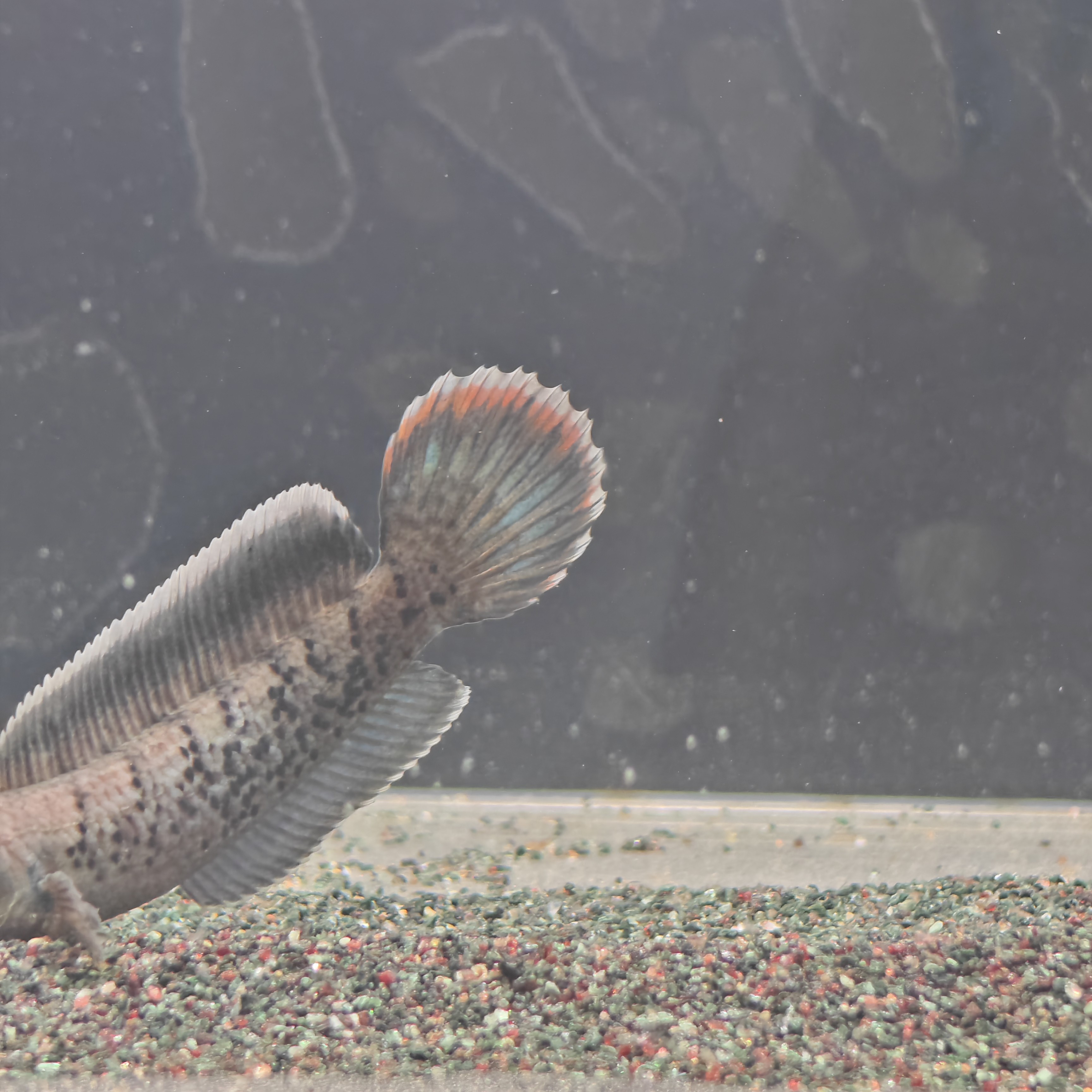 鬼王雷龙学名巴卡二型西马拉雅淡水热带观赏鱼鱼淡水鱼观赏鱼