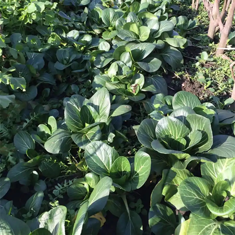 【A顺丰苏州青大颗】苏州青小青菜矮脚青现采现发苏北霜冻小青菜