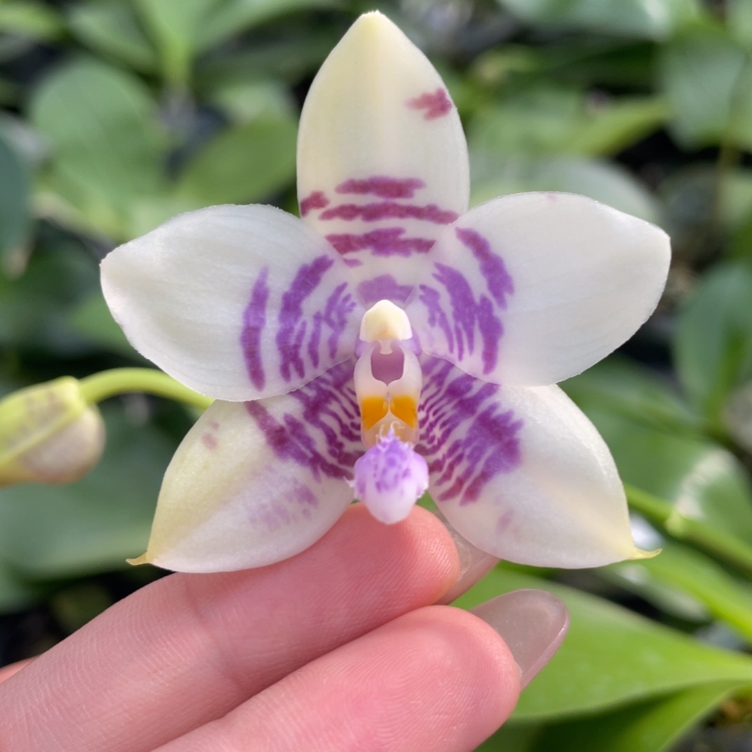 大部分花苞少量开放yc82，浓香