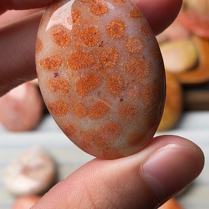 ༺***༻硅化珊瑚未镶嵌颈饰