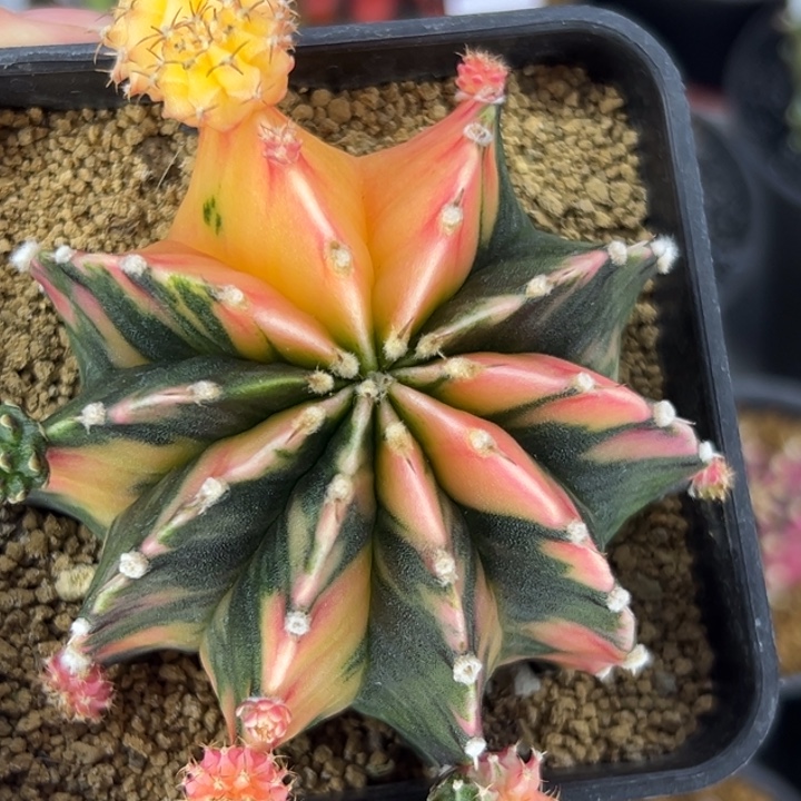 泰国米哈仙人球08