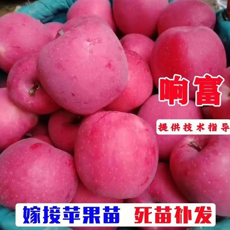 响富苹果树苗烟富众成秦富系列早熟晚熟苹果嫁接树苗南北方种植