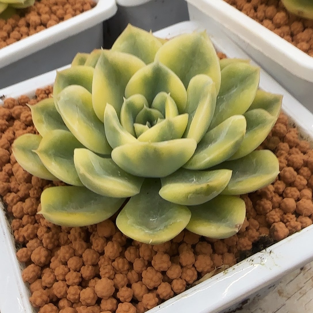 抹茶菩提锦多肉植物