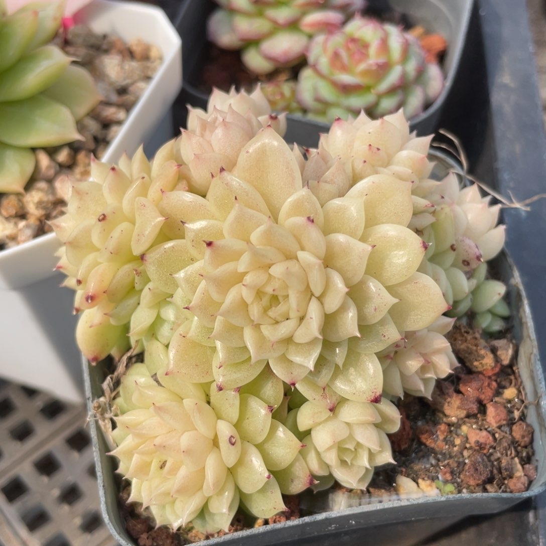 优选麦秆福利1254