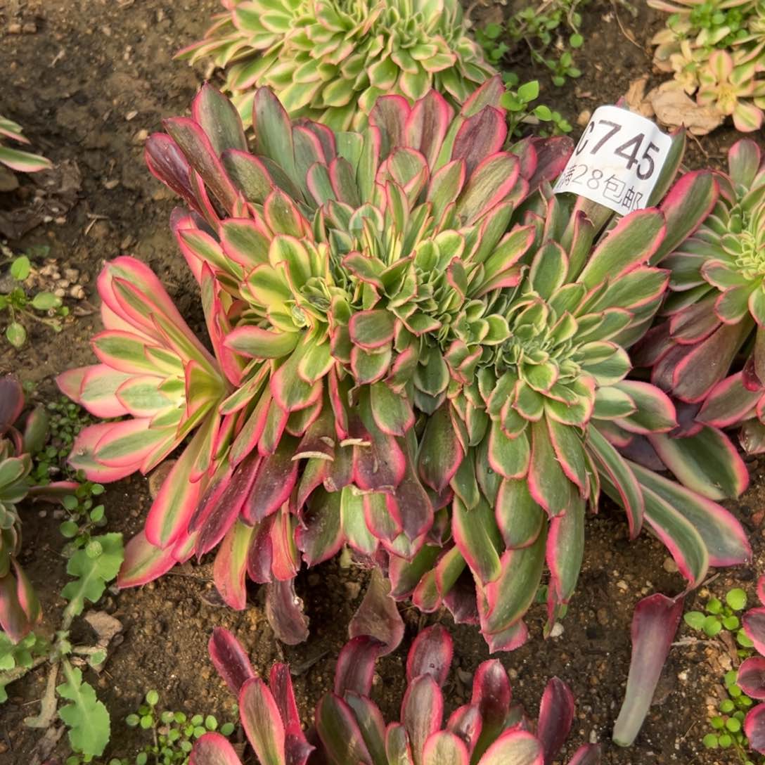 745多肉植物  美杜莎缀   