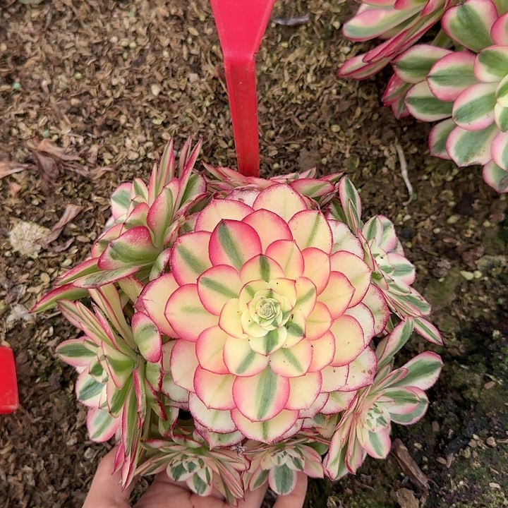 5-64荔枝多肉法师