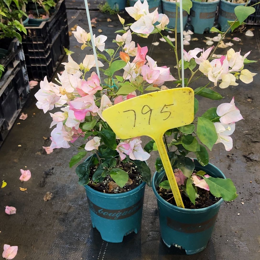 当前无花栽培后可以开花795橙口红一颗