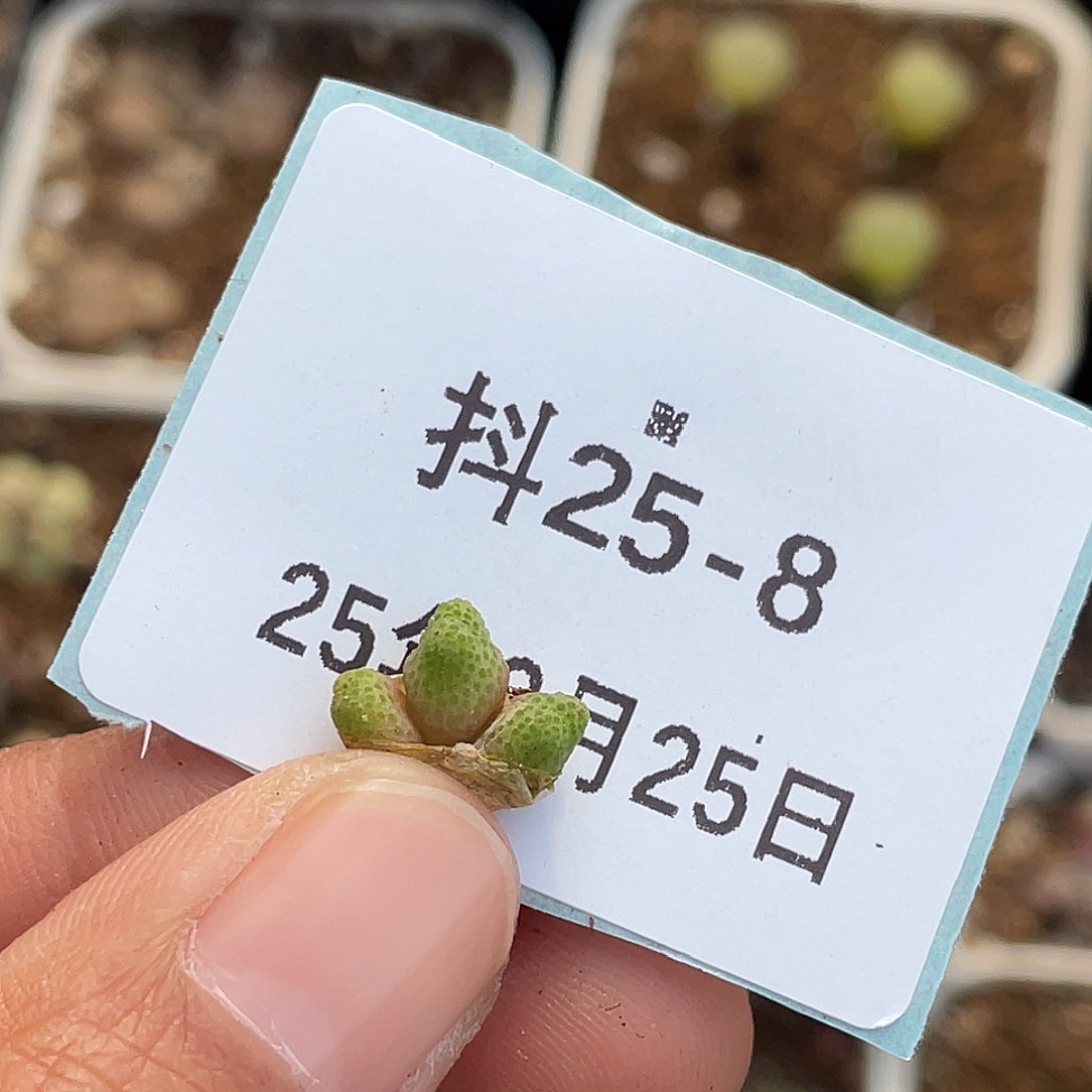 25-8斑马多肉植物