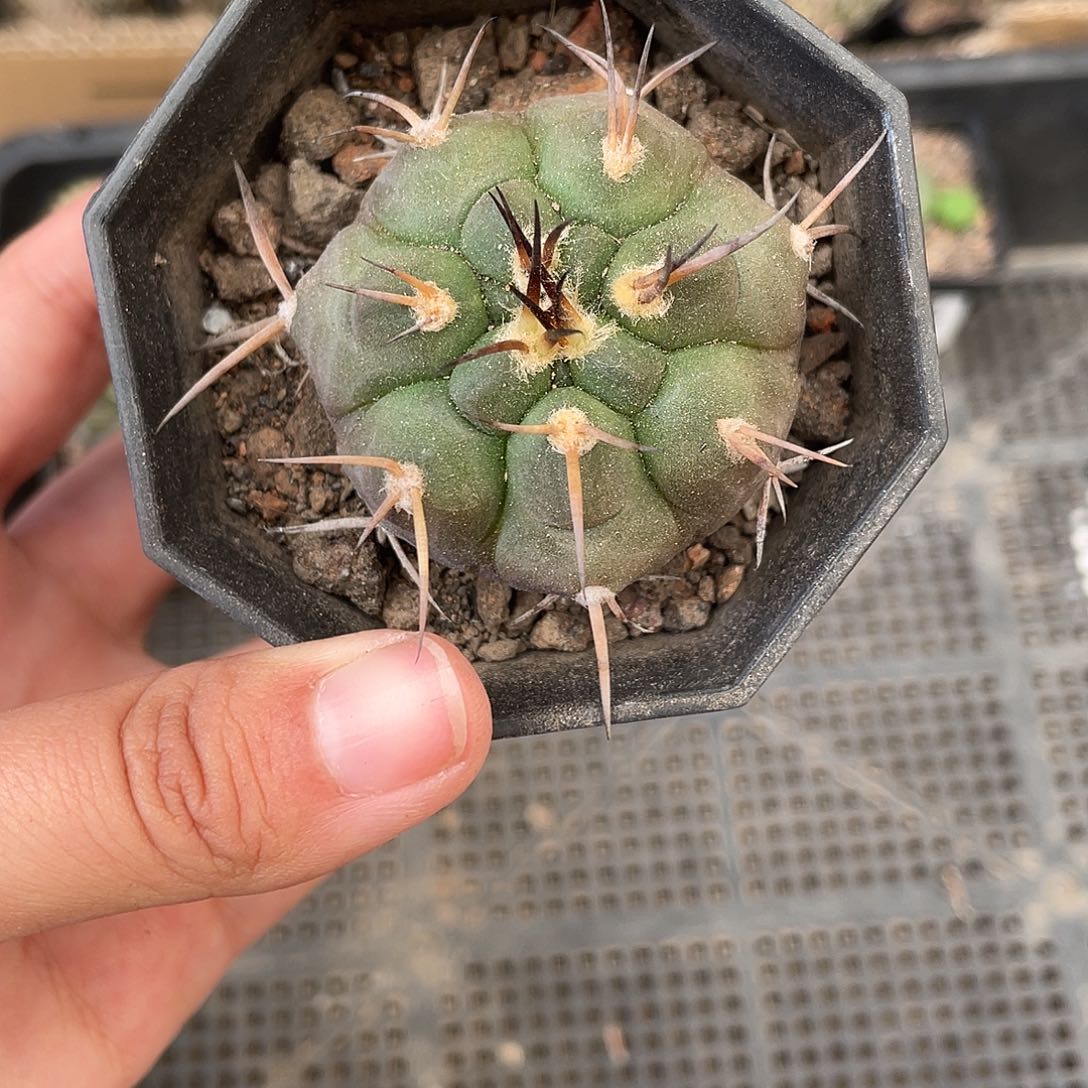 006守金魔天龙仙人球