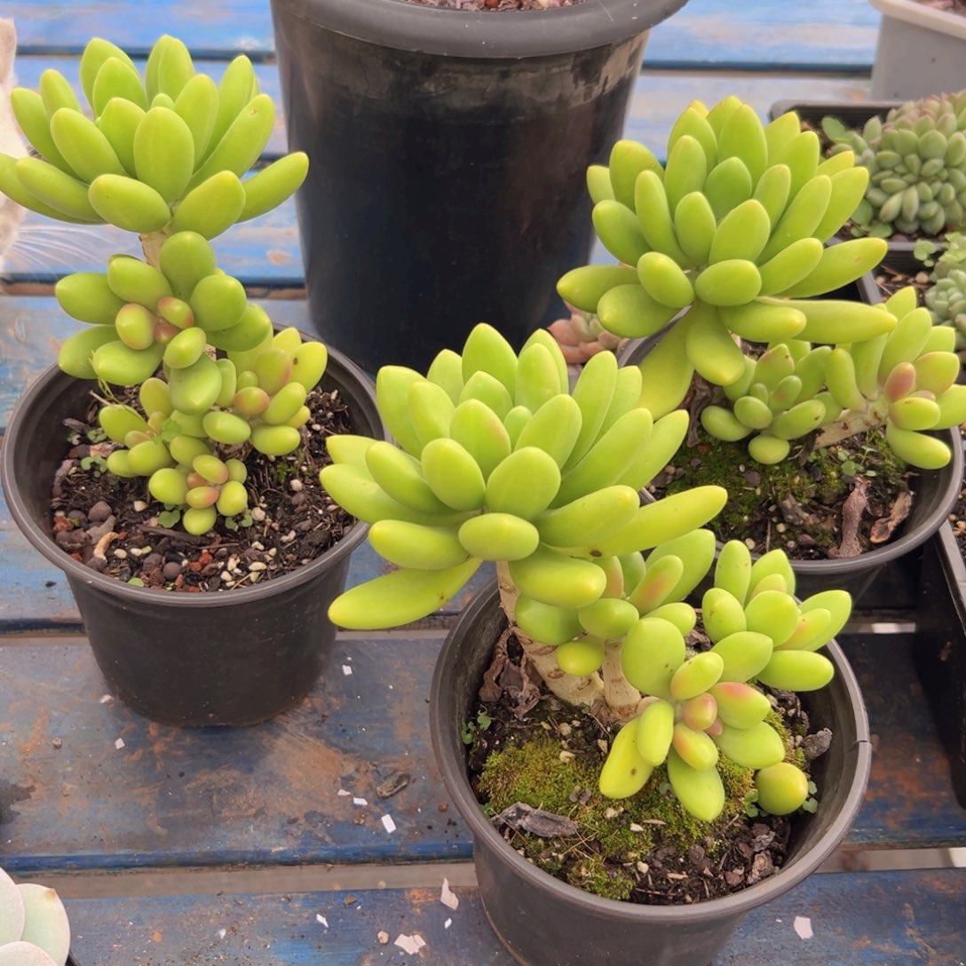 芒果奶1颗很喜欢vv和v好