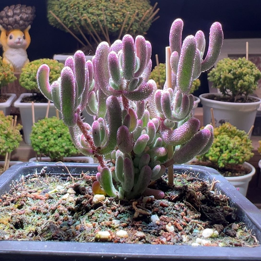 12紫闪光一物一拍带盆土发货