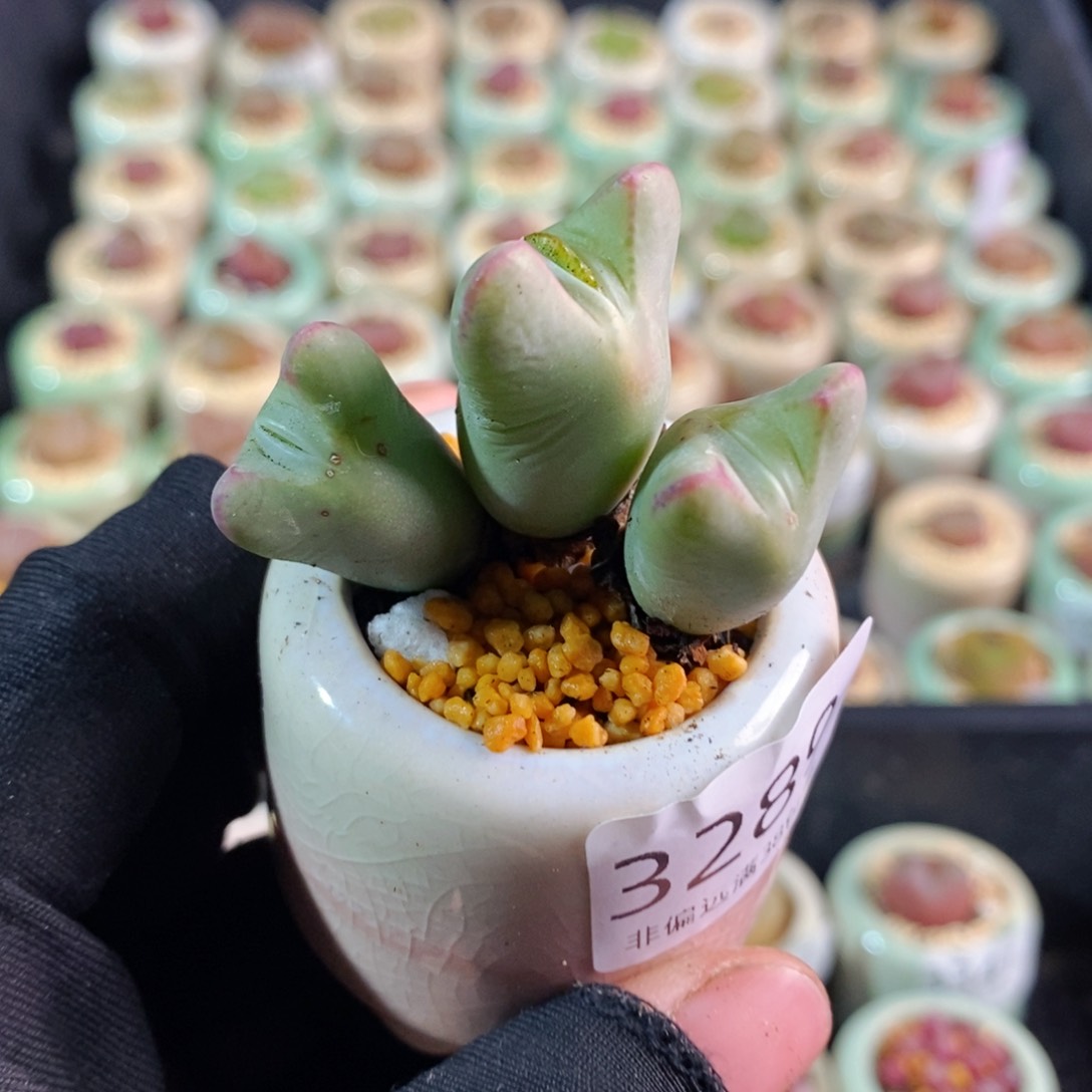 3289-一物一拍 带盆 