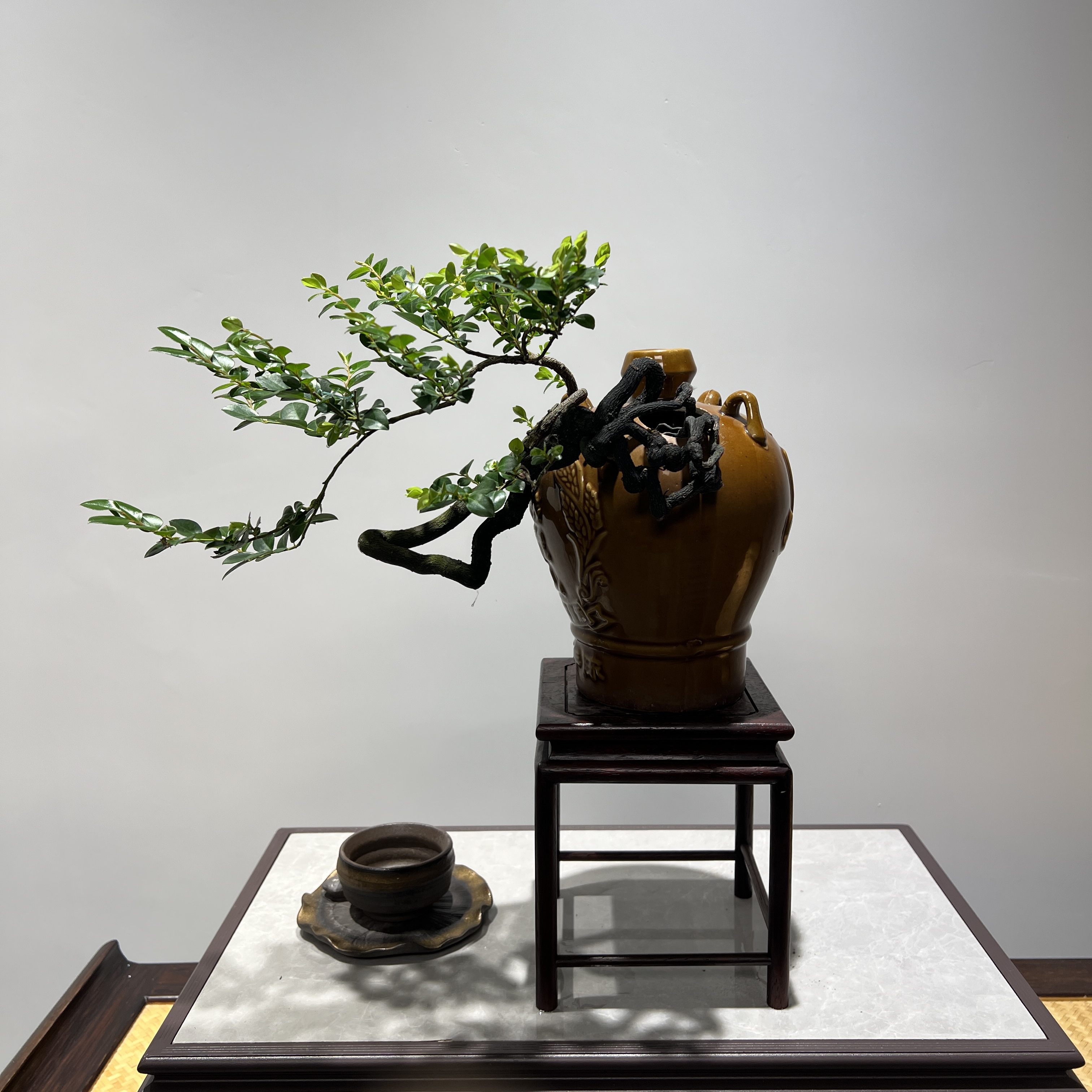 黑骨茶 - 古朴酒壶临水意境精品盆景