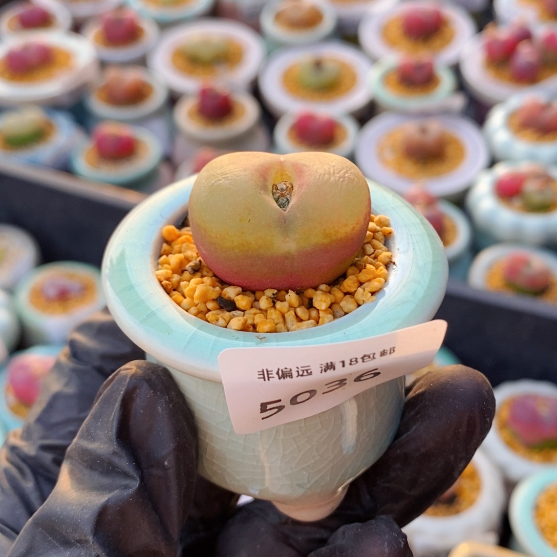 5036--一物一拍 带盆