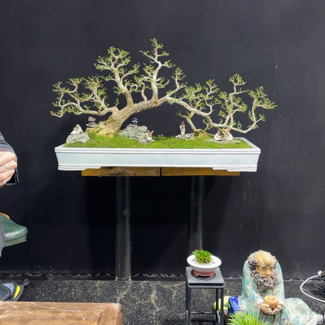 黄杨室内室外盆景艺术