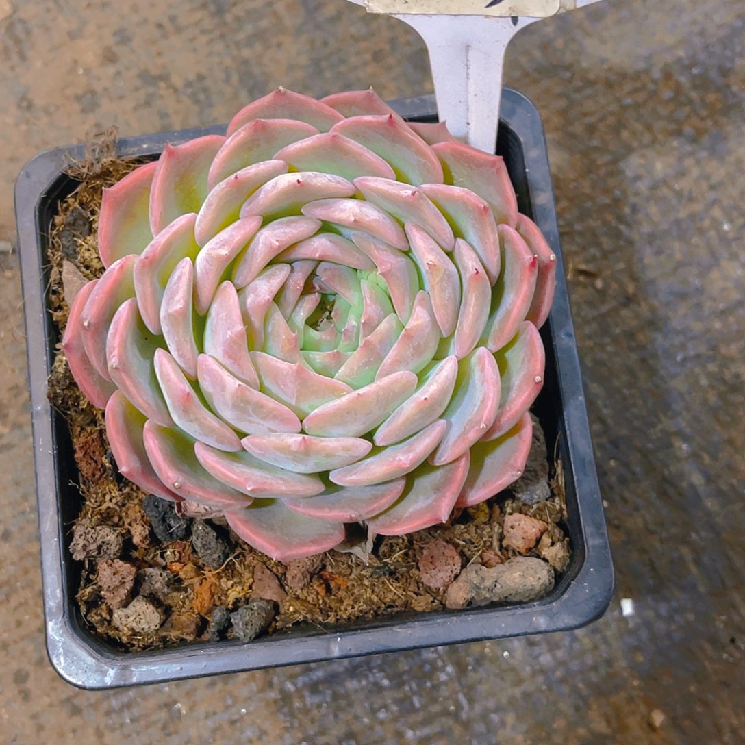 原****不发货00000000125