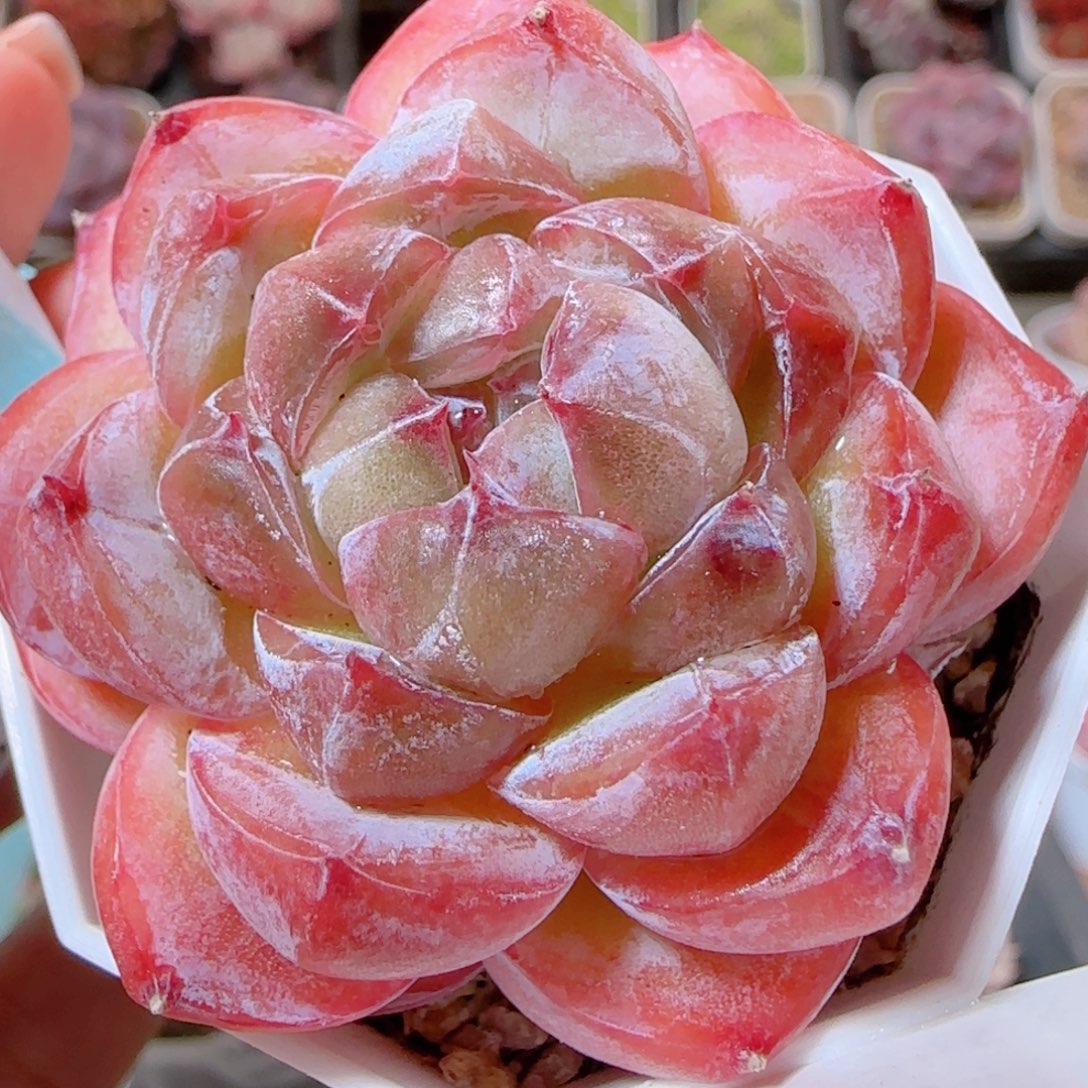 花语多肉1205-194钻石珍妮