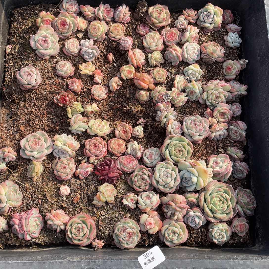 ****爷304。 定。                