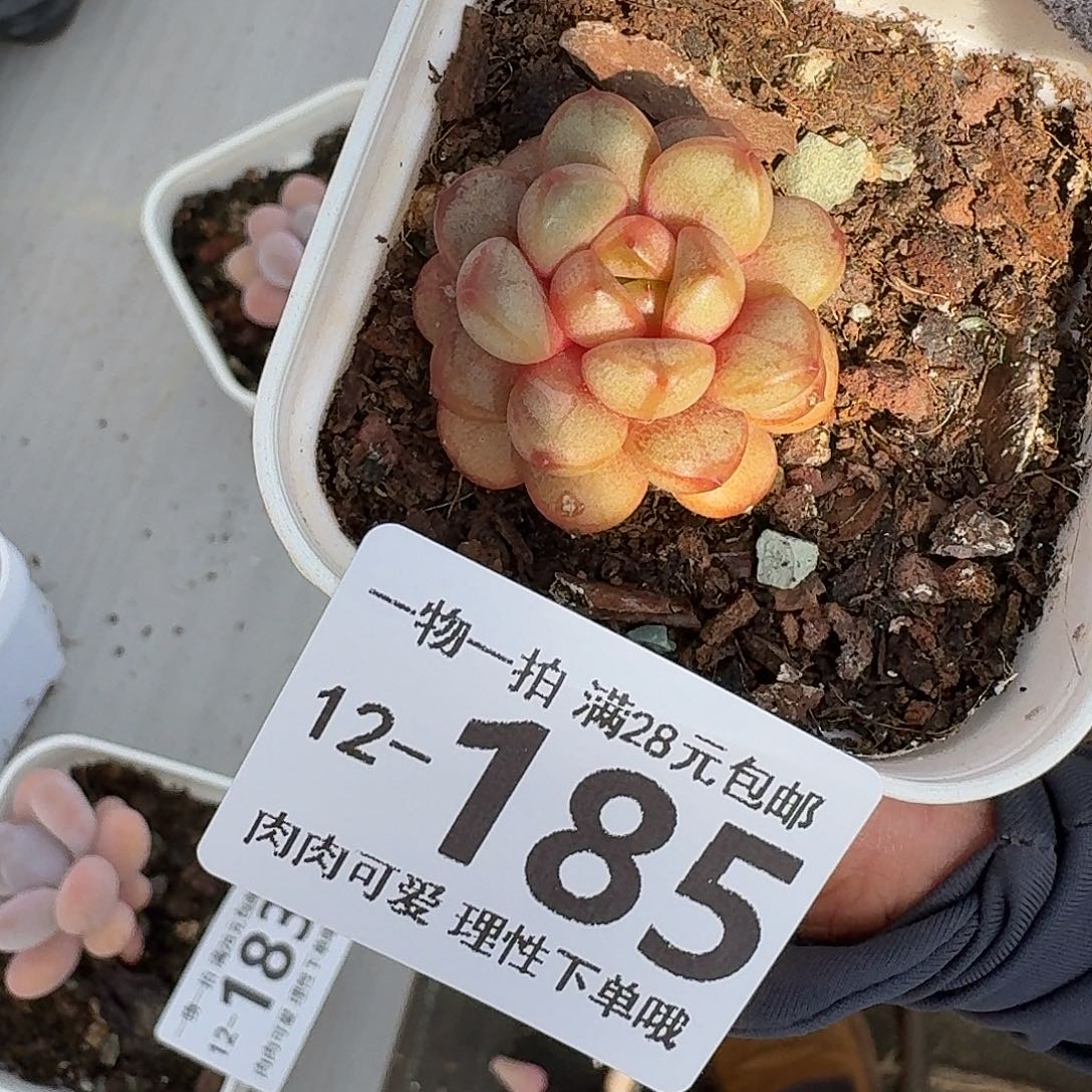 葡萄无盆土发货无