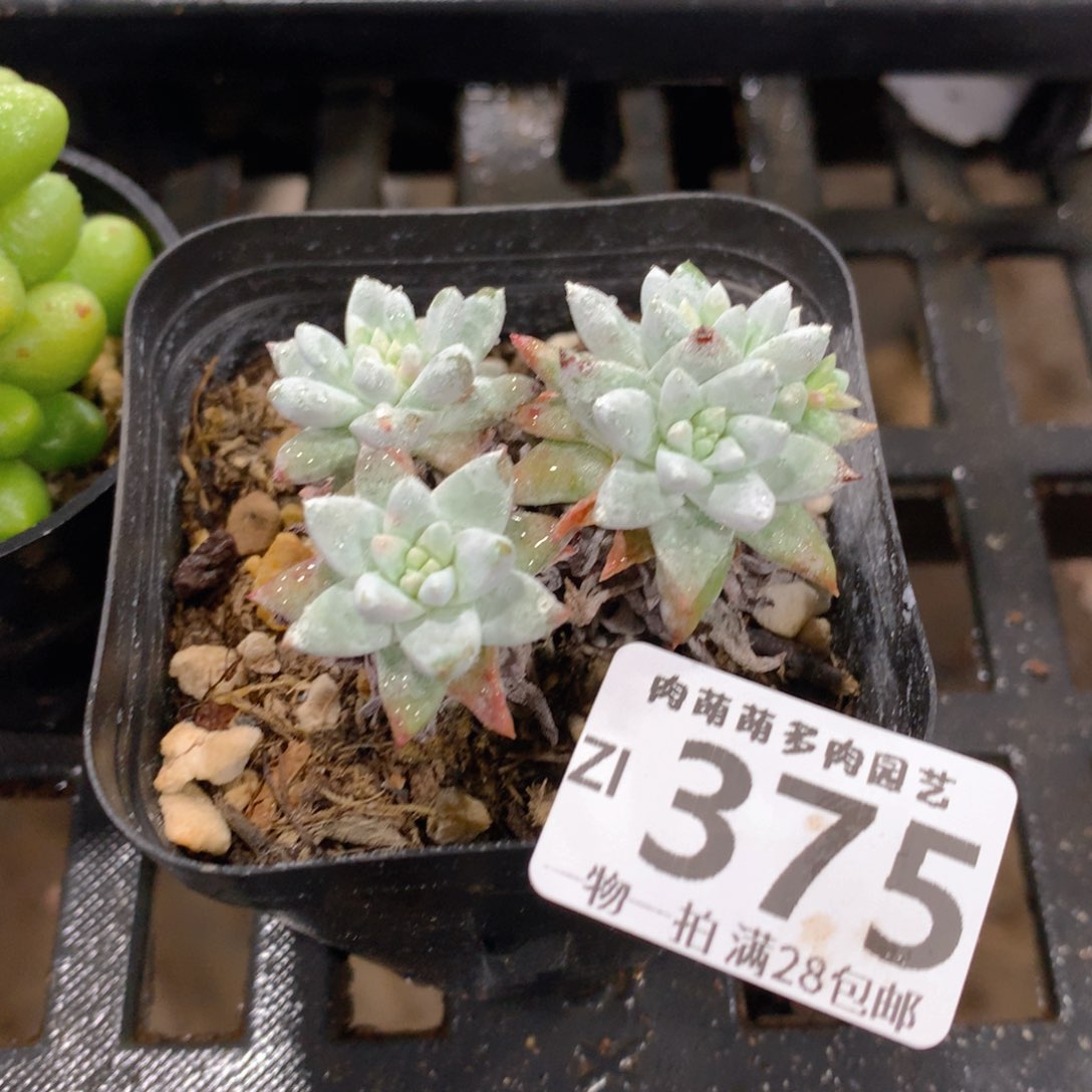 肉萌萌拇指盆精控多肉ZI375